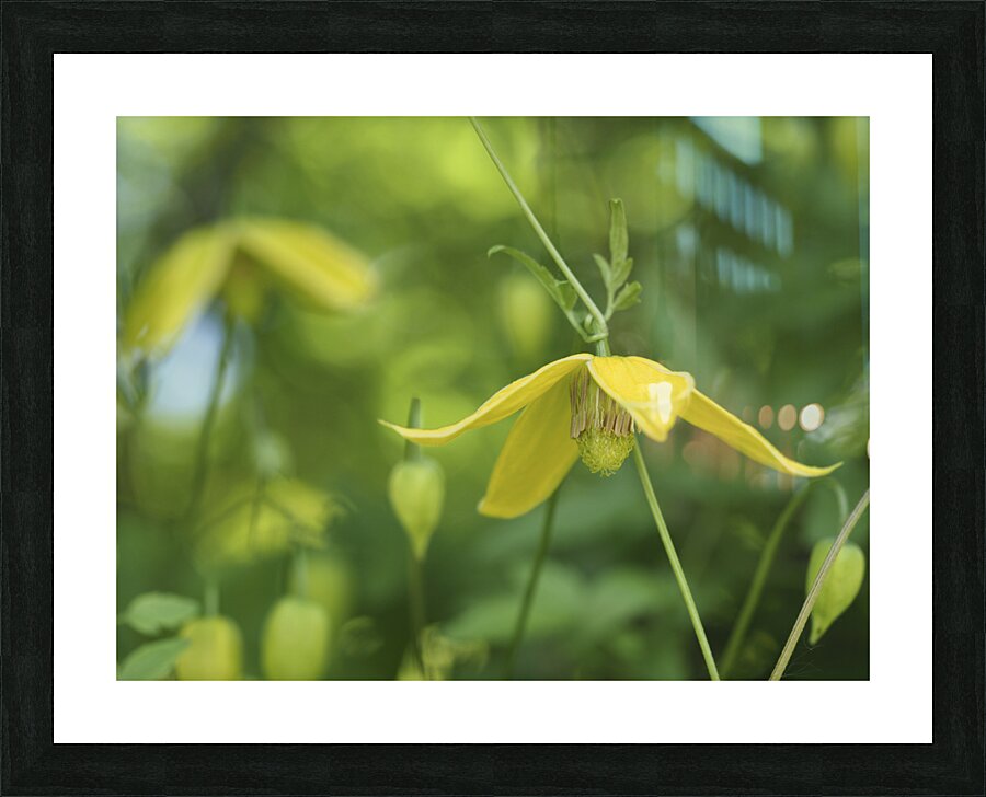 Golden Tiara Picture Frame print
