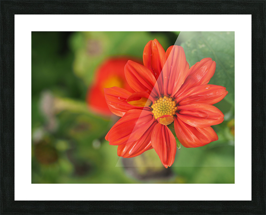 Red Dahlia Picture Frame print