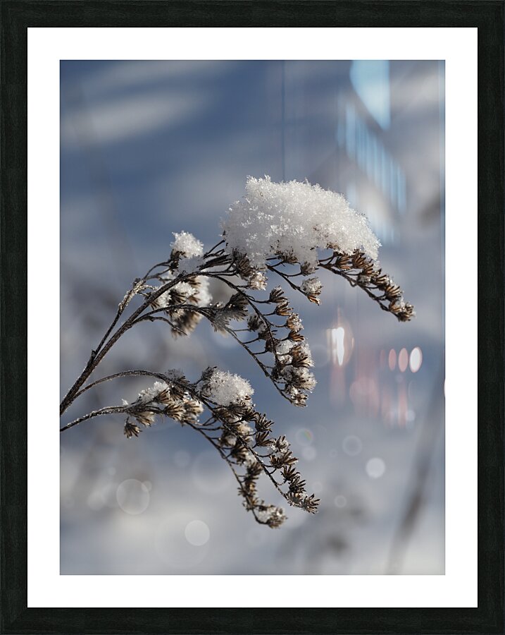 Frosted Twig Picture Frame print