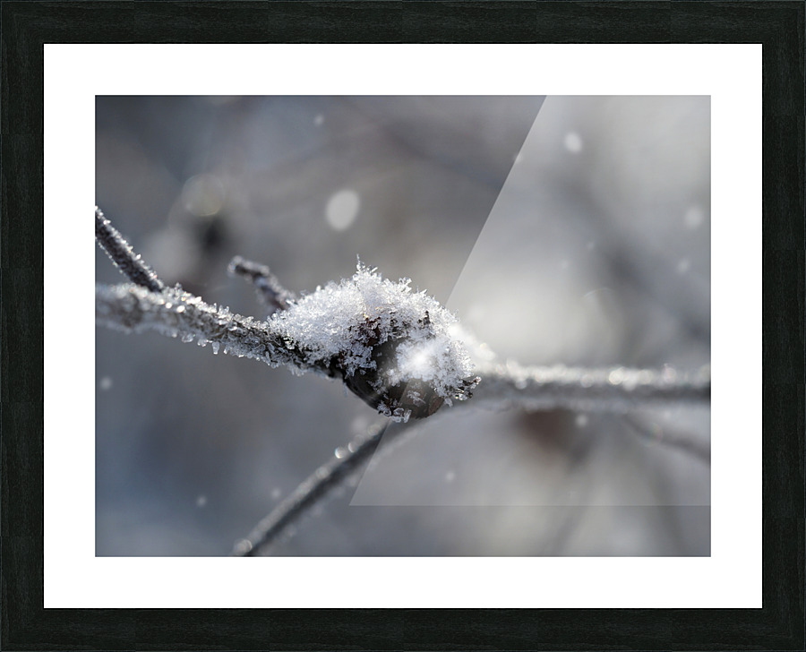 Frozen Wild Berry Picture Frame print