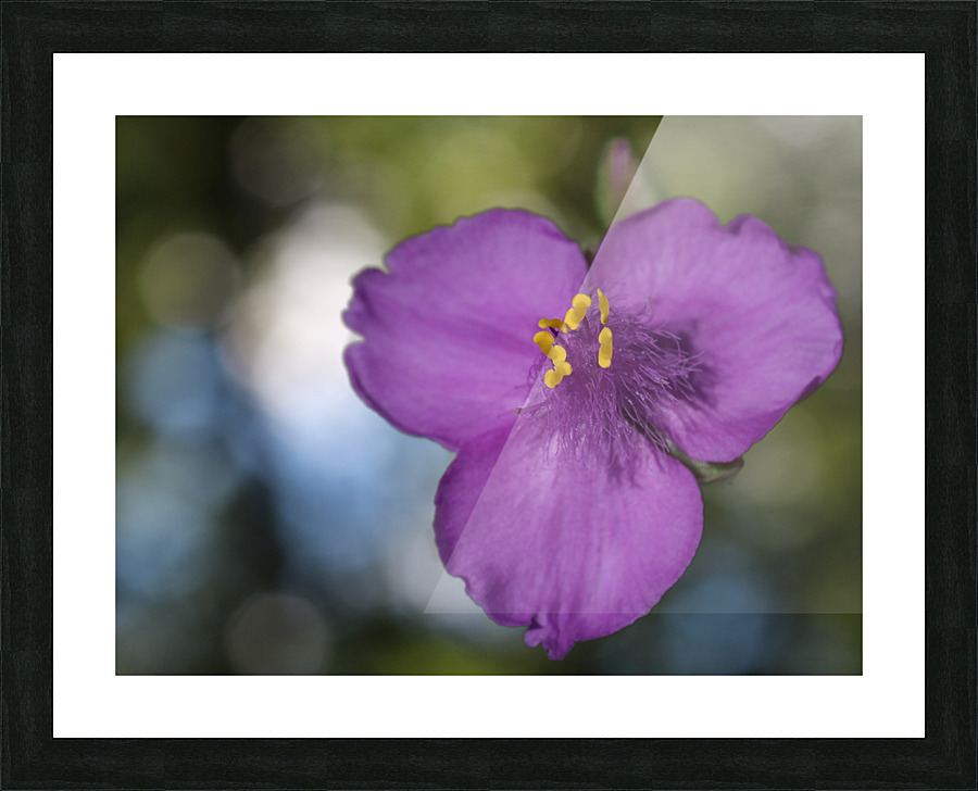 Prairie Beauty Picture Frame print