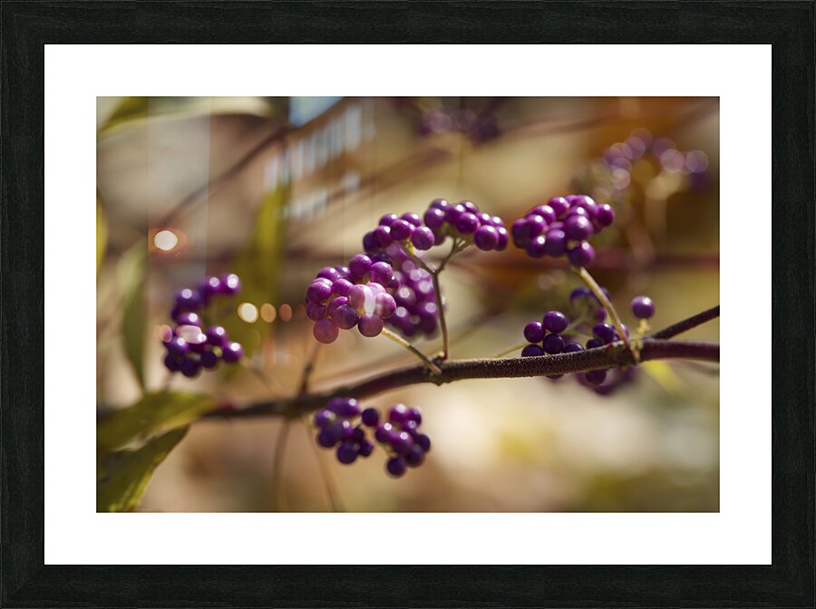 Profusion Picture Frame print