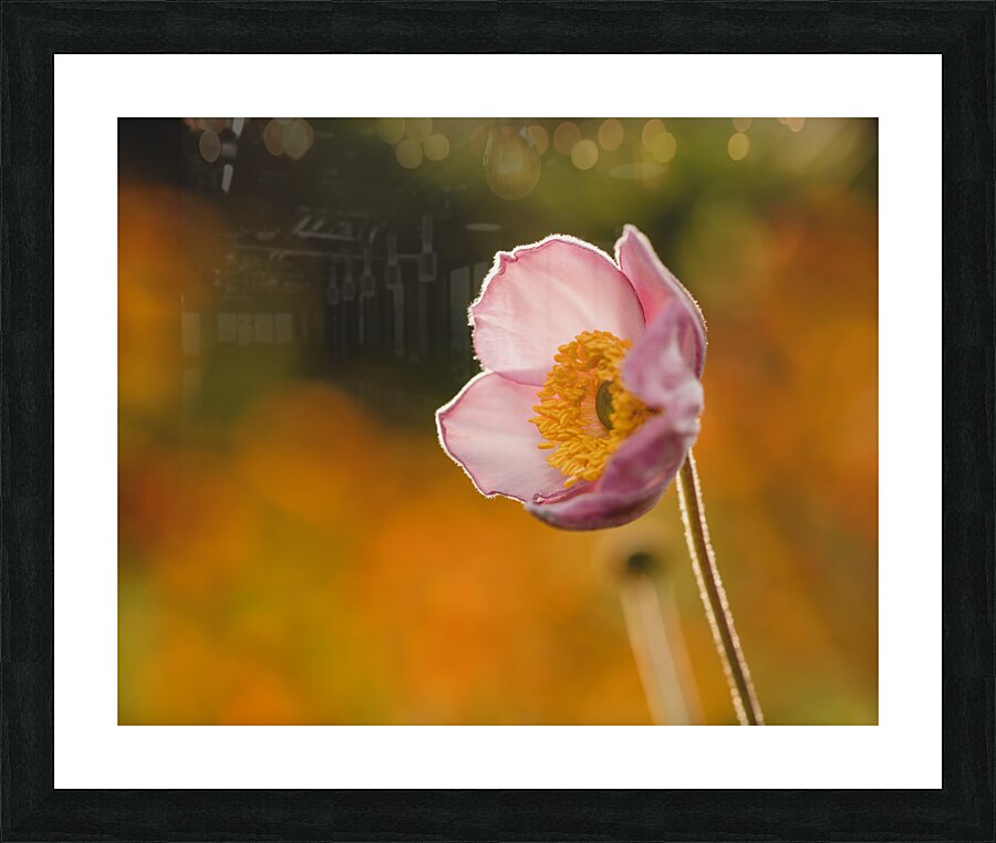 Among Others Picture Frame print