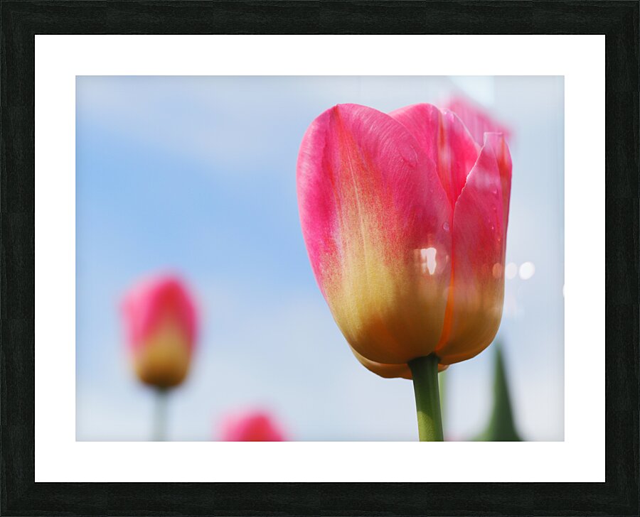 Pastel Tulips Picture Frame print