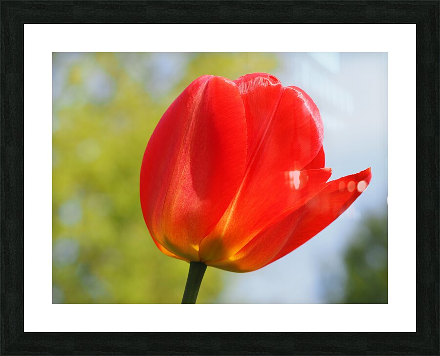 Pop of Color Picture Frame print