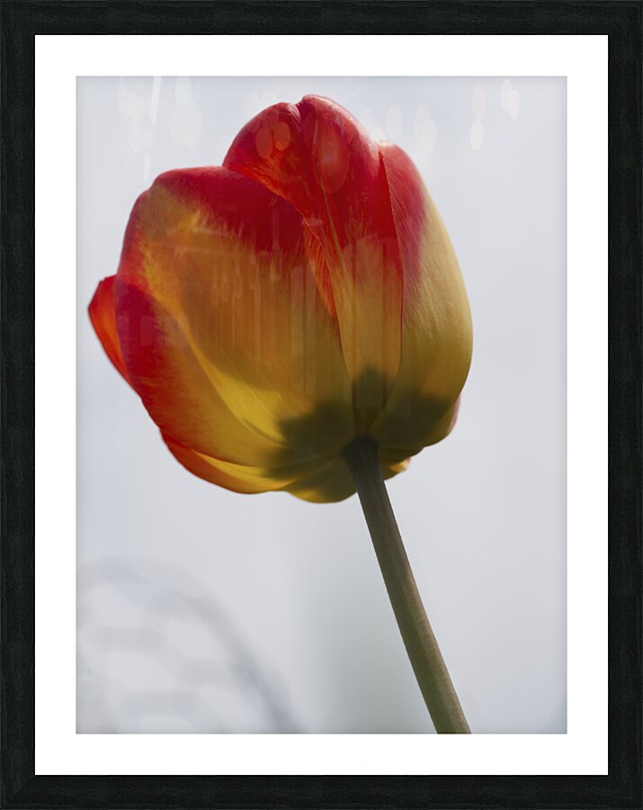 Tall One Picture Frame print