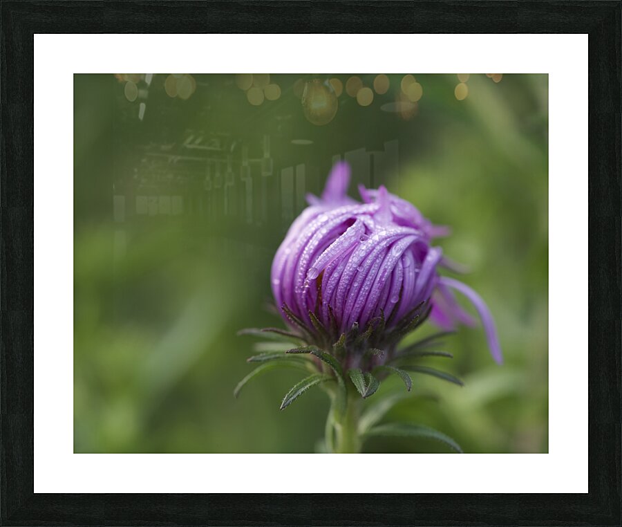 Dew Kissed Flower Bud Picture Frame print