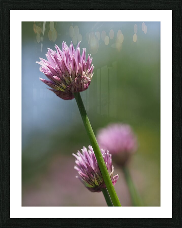 Pink Onion Picture Frame print