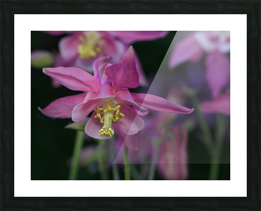 Darling Columbine Picture Frame print