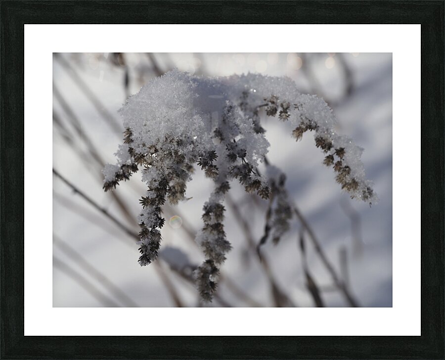 Frozen Goldenrod Picture Frame print