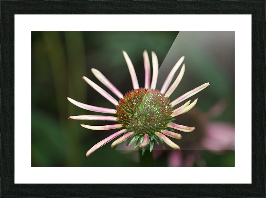 Good Morning Picture Frame print