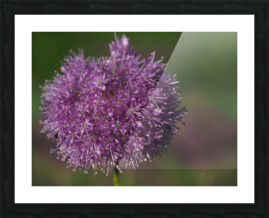 Jewels In Nature Picture Frame print