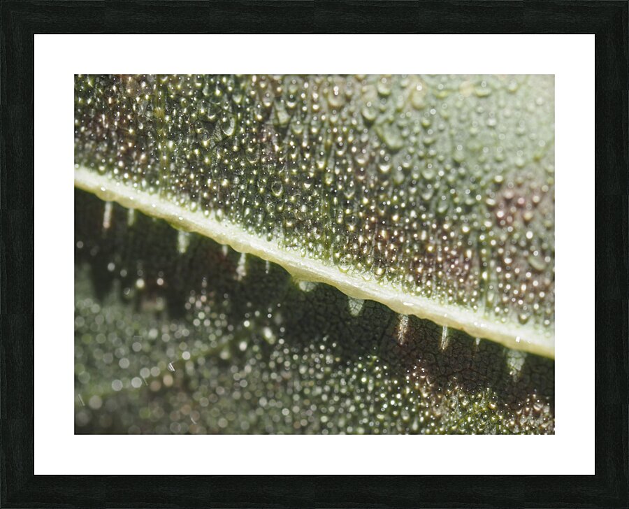 Leaf with Morning Dew Impression et Cadre photo