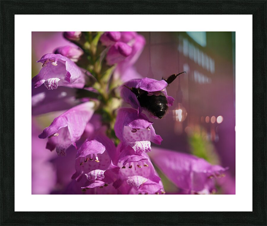 Looking for Something Picture Frame print