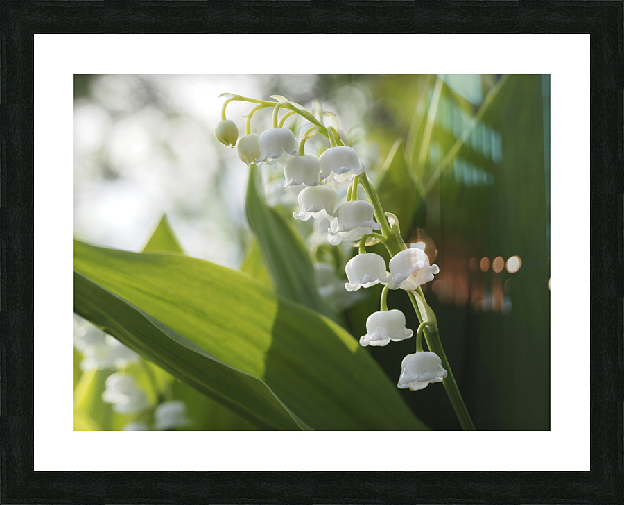 May Lilies Picture Frame print