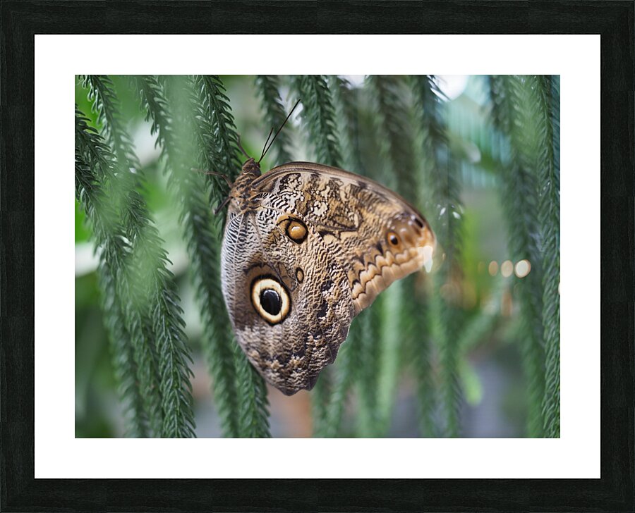 Owl Butterfly Picture Frame print