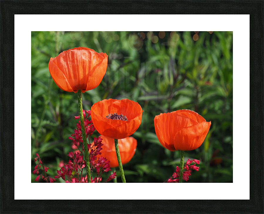 Poppies Picture Frame print