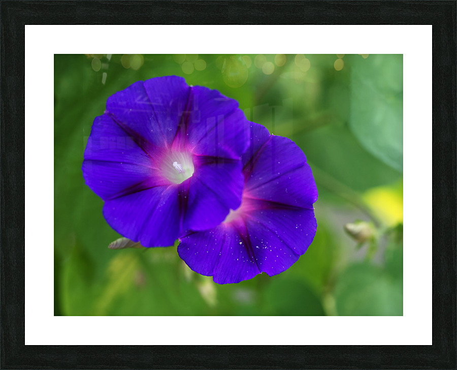 Purple Morning Glories Picture Frame print