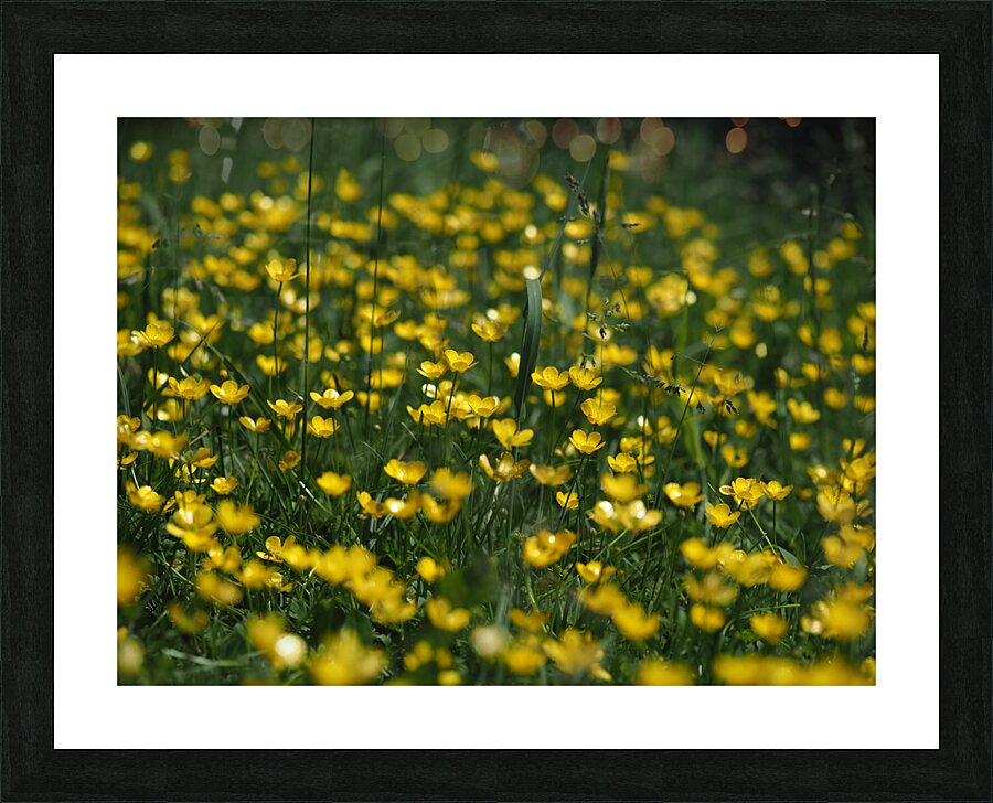 Tall Buttercup Field Picture Frame print