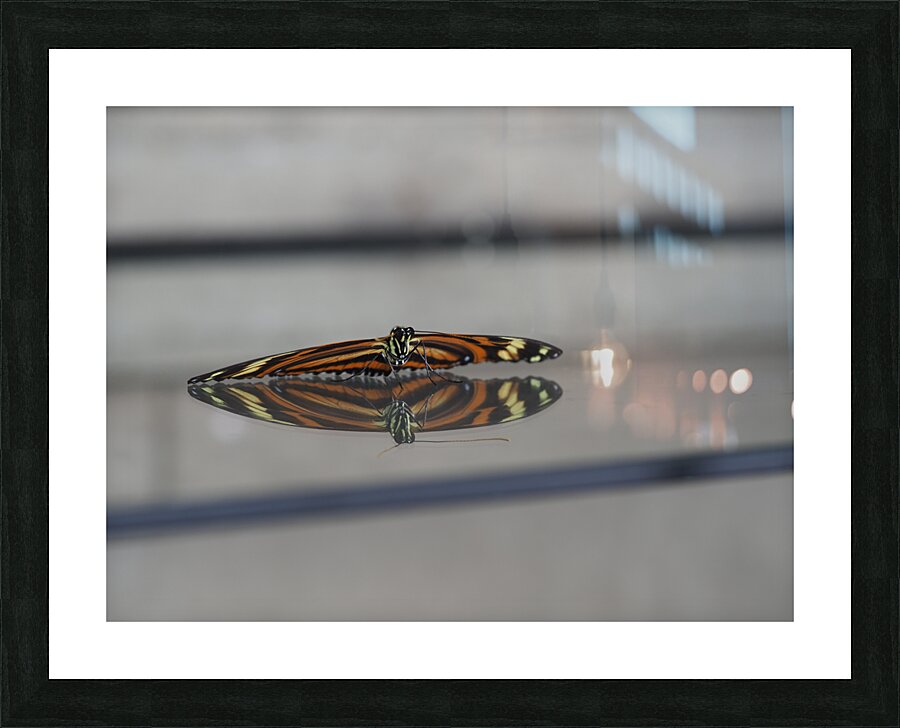 Tiger Heliconian Picture Frame print