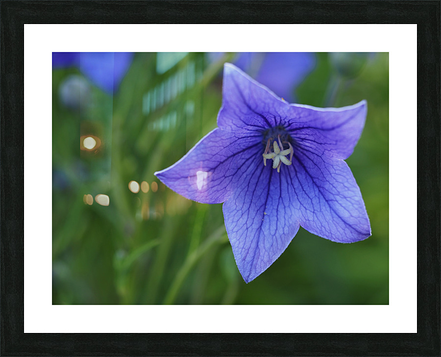 Balloon Flower Impression et Cadre photo