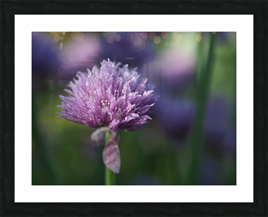 Dewy Chive Picture Frame print