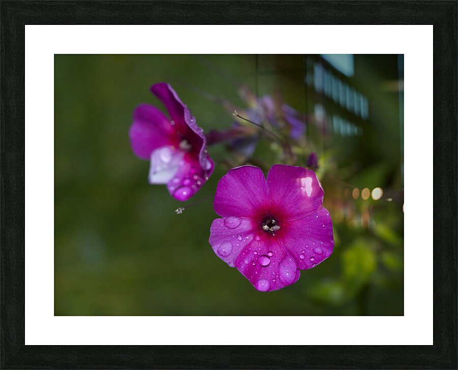 Garden Phlox with Droplets Picture Frame print
