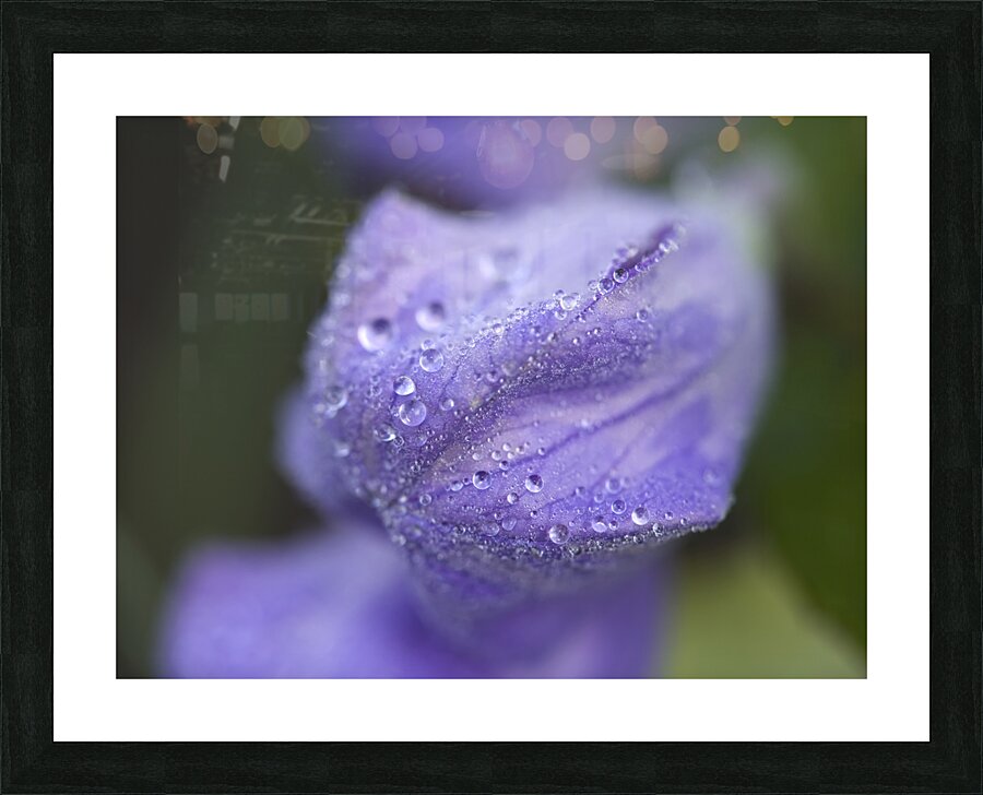 Droplets on a Bellflower Picture Frame print