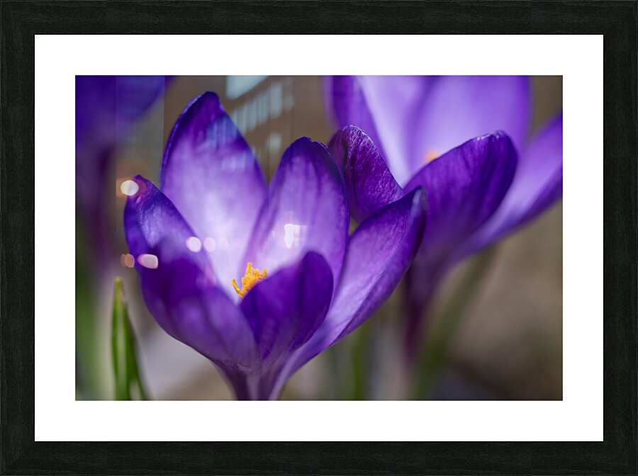 Crocus Closeup Picture Frame print