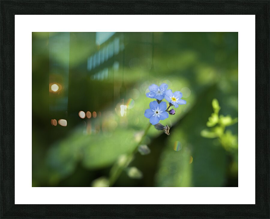 Forget Me Not with Tiny Rainbows Picture Frame print