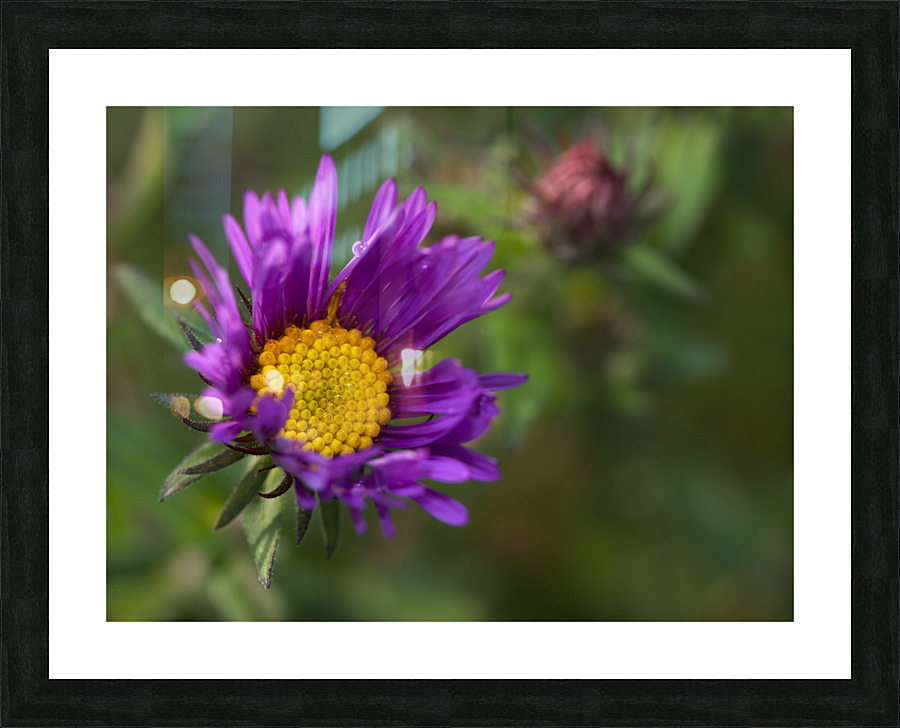 Alpine Aster Picture Frame print