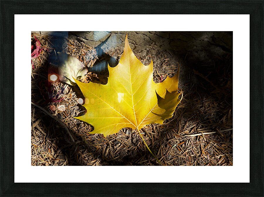 Single Maple Leaf Picture Frame print