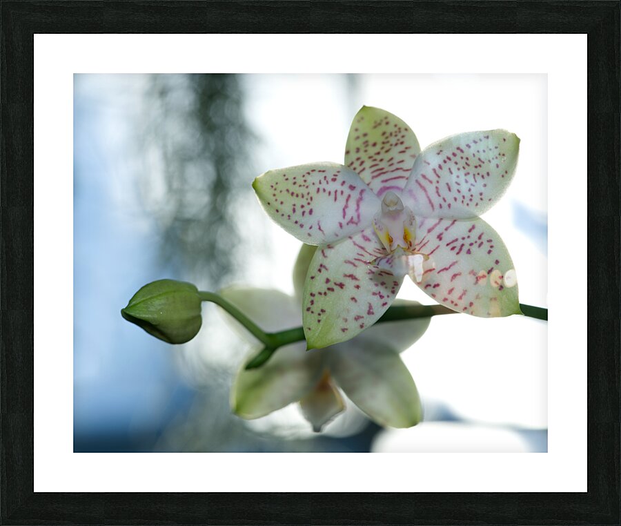 Ornamental Orchid Picture Frame print