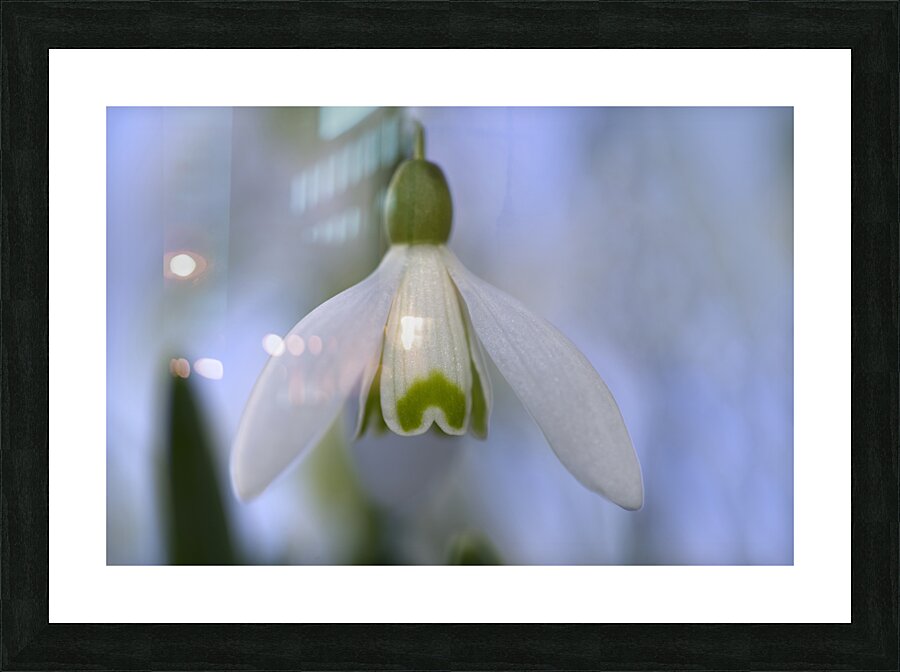 Snowdrop Bulb Picture Frame print