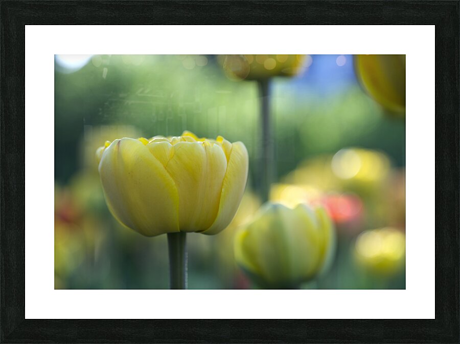 In My Dream Picture Frame print