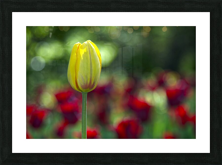 The Yellow One Picture Frame print