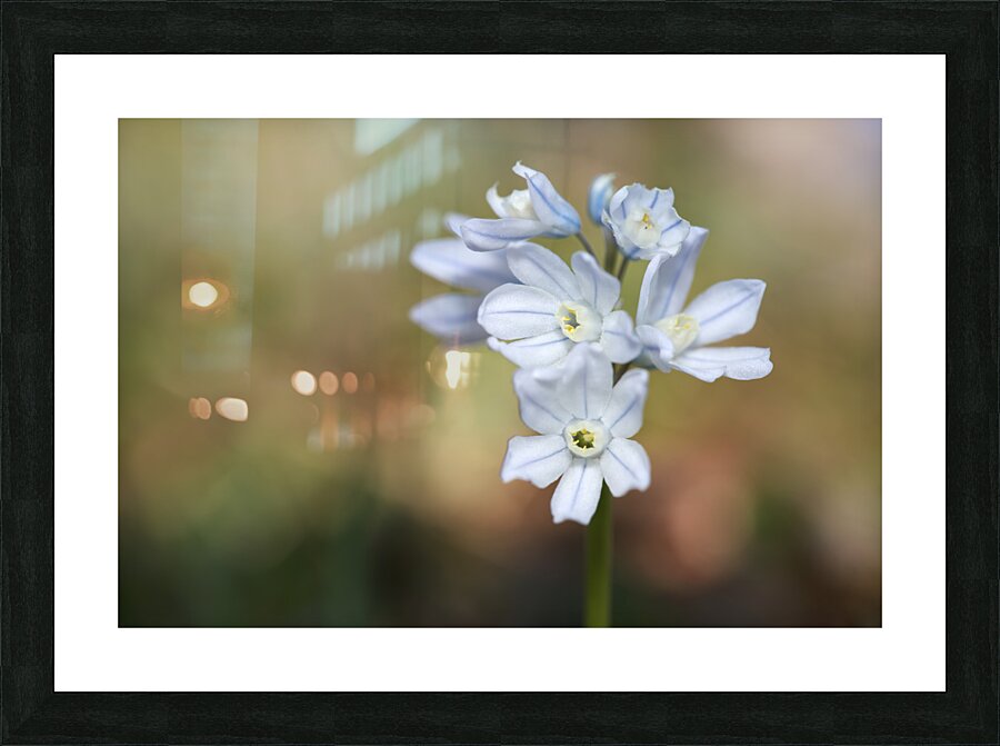Striped Squill Picture Frame print