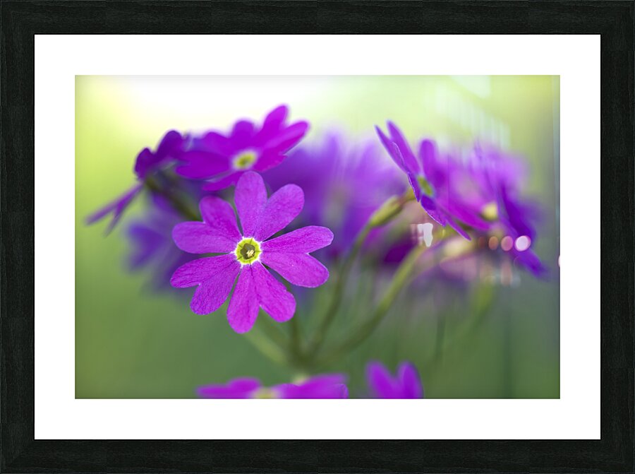 Primula Closeup Picture Frame print