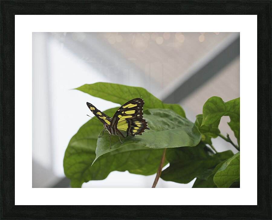 Siproeta Stelenes Picture Frame print