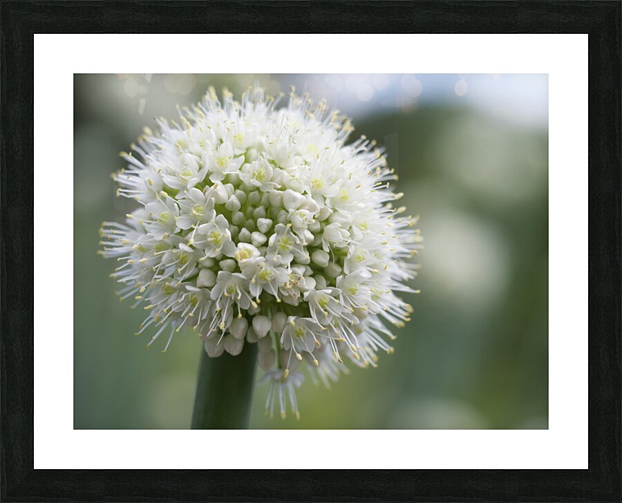 Allium Pskemense Impression et Cadre photo