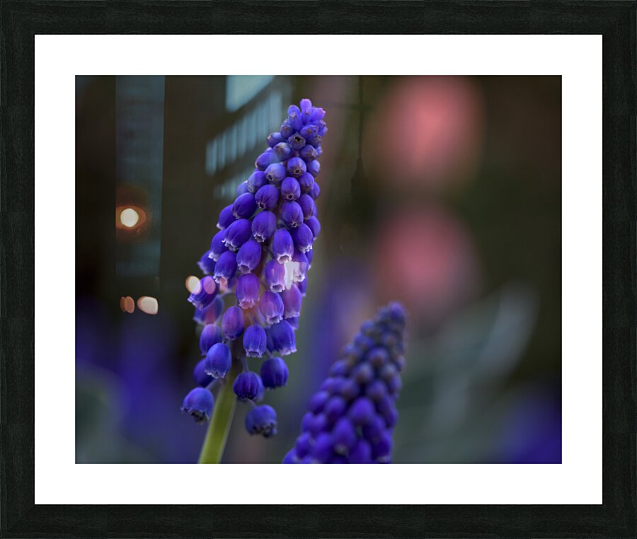 Tiny Blue Bulbs Picture Frame print