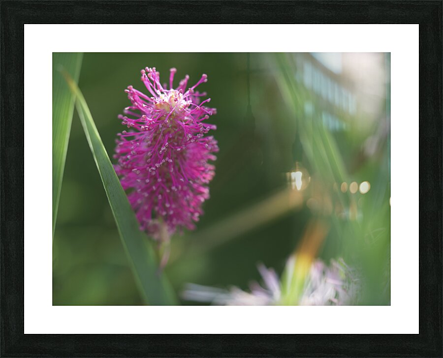 Lilac Squirrel Impression et Cadre photo