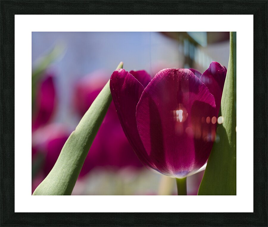 Oh Sunny Day Picture Frame print