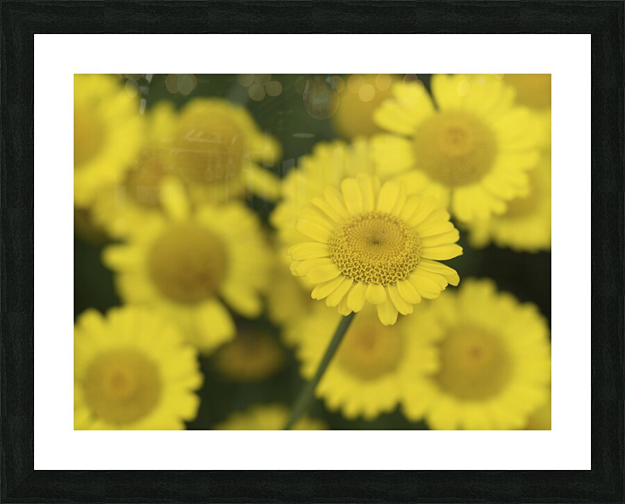 Summer Afternoon Picture Frame print