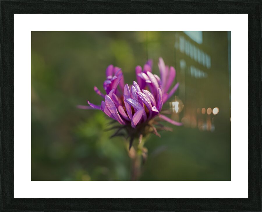 Aster in the Morning Picture Frame print