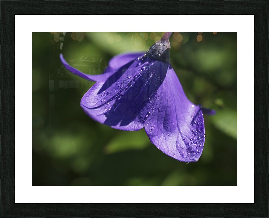 Dewdrops Picture Frame print