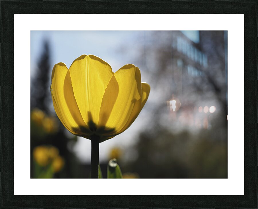 Yellow Tulip Picture Frame print