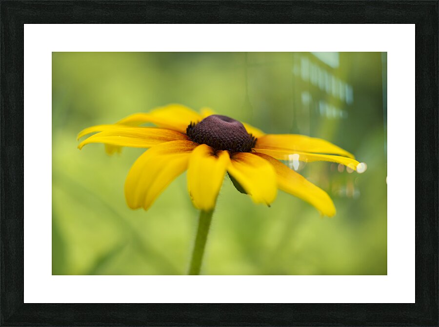 Brown Betty Impression et Cadre photo