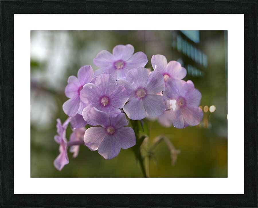 Exquisite Beauties Picture Frame print