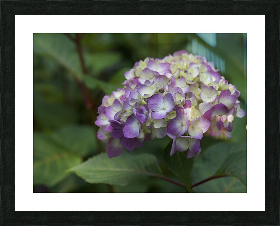 Endless Summer Picture Frame print